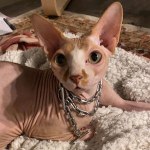 Meet your Posher, Anne